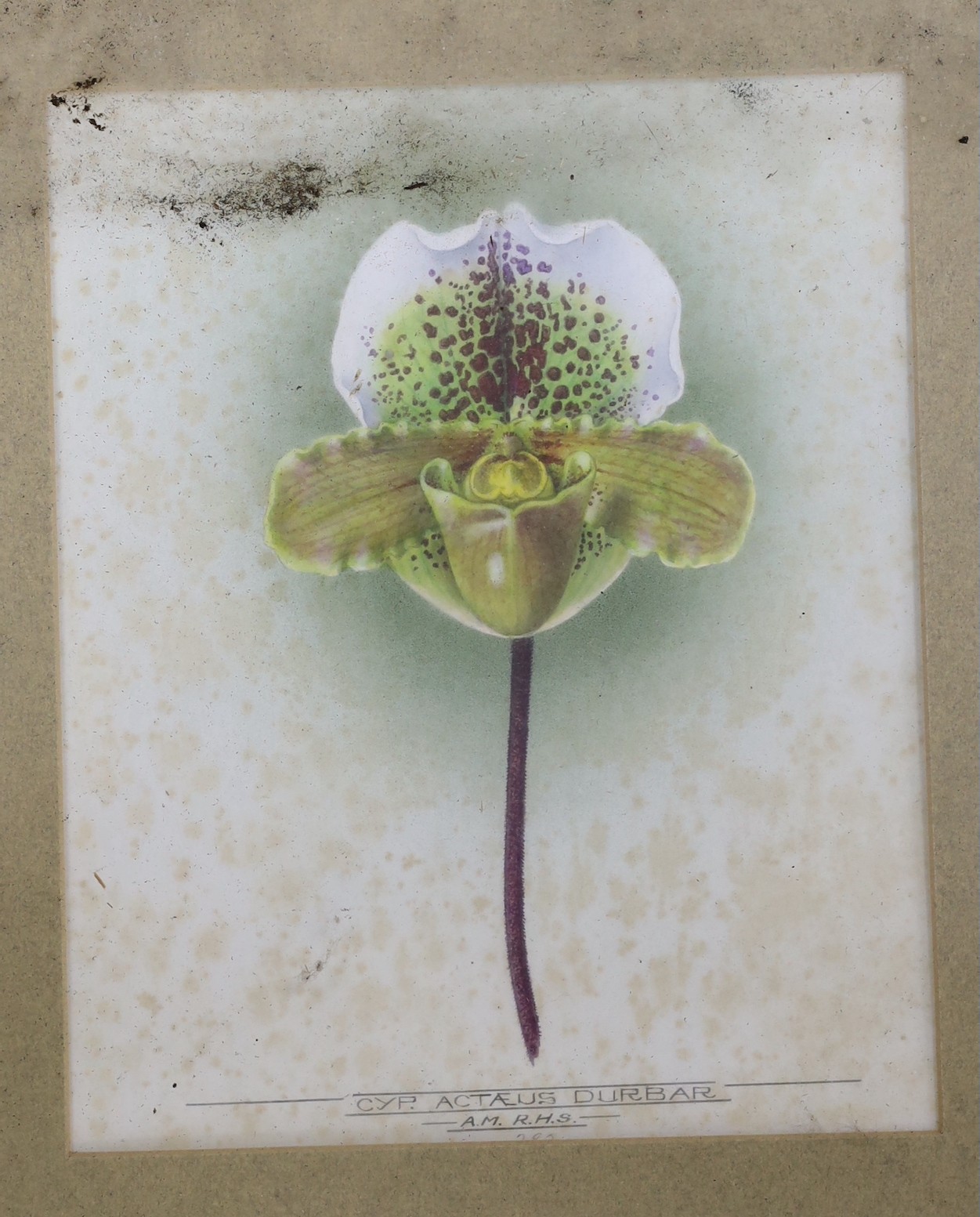 Two early 20th century watercolour studies of slipper orchids, 'Cyp. John Hartley and Cyp. Actaus Durbar', one dated '17, 25 x 20cm
